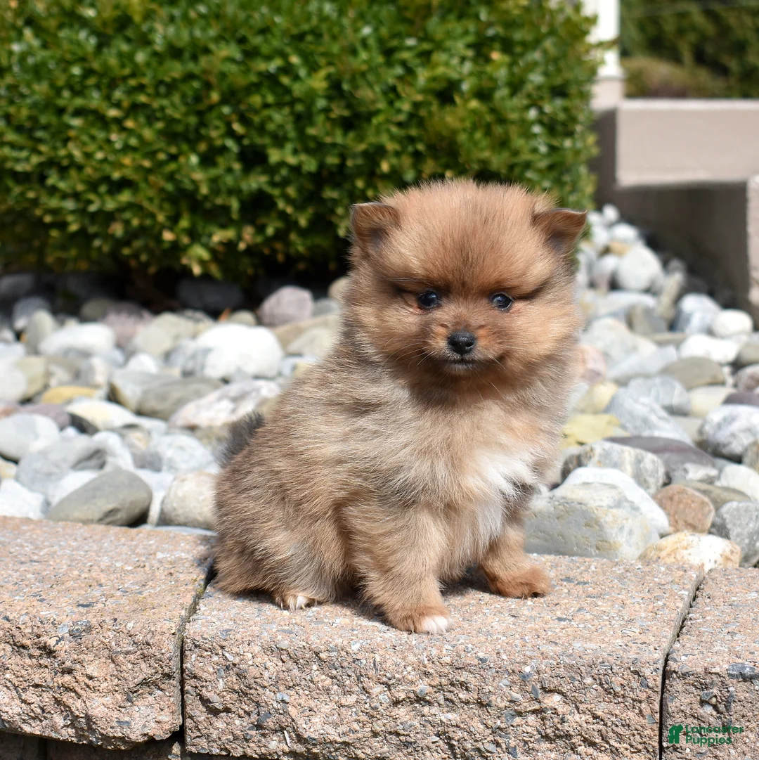 Pomeranian dogs for sale: Lily  - Ad 2