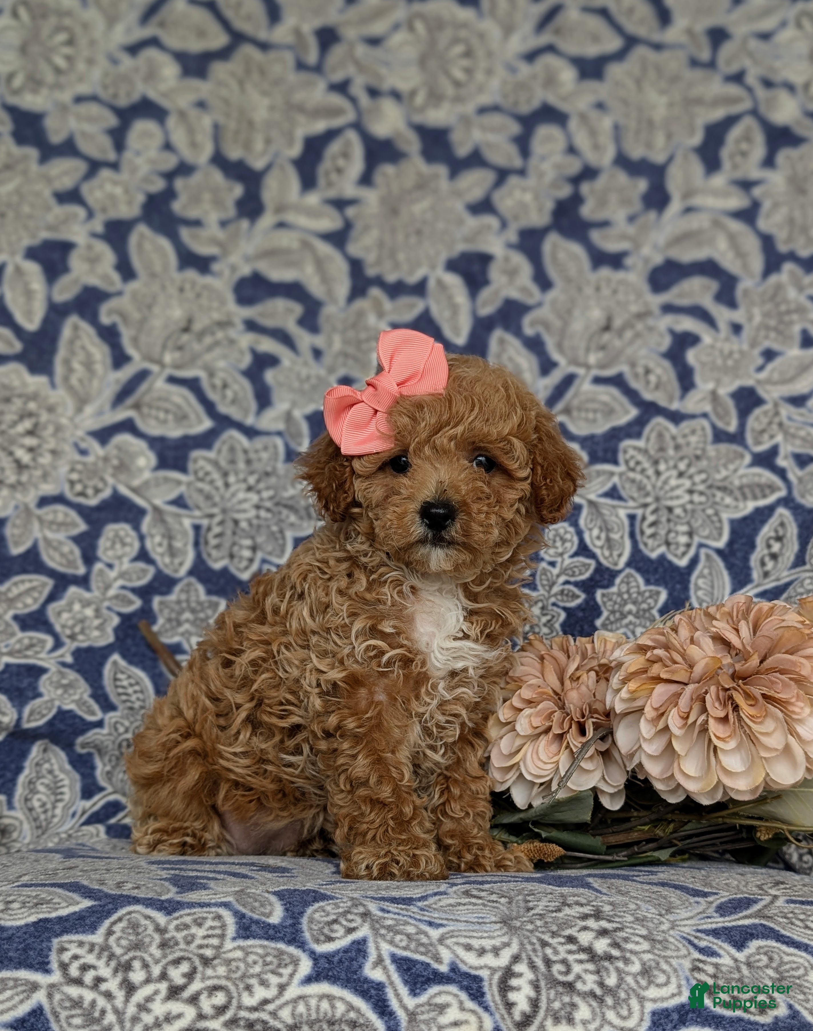 Miniature Poodle dogs for sale: Priscilla - Ad 5