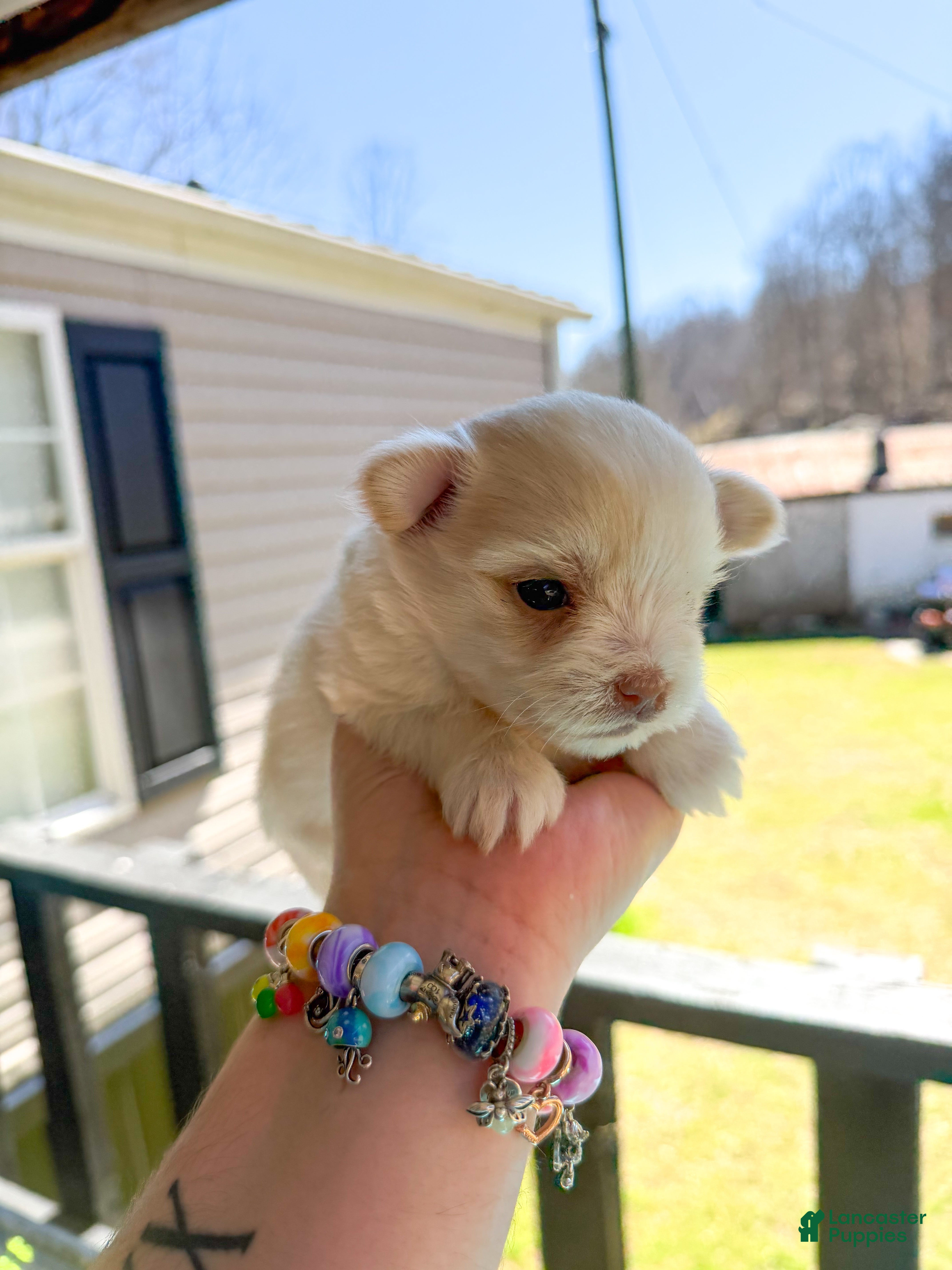 Maltese dogs Maltese Puppy 2 - Ad 21