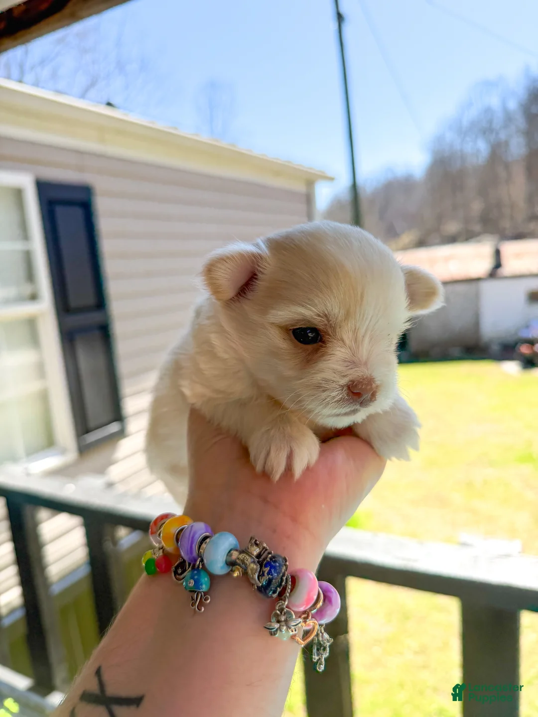 Maltese dogs for sale: Maltese Puppy 2 - Ad 1