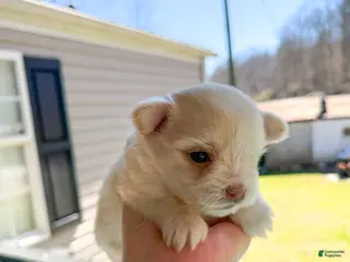 Maltese dogs Maltese Puppy 2 - Ad 3