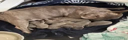 French Bulldog dogs for sale: French Bulldog 1 - Ad 14