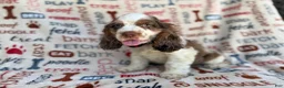 Cocker Spaniel dogs for sale: Tripp - Ad 3