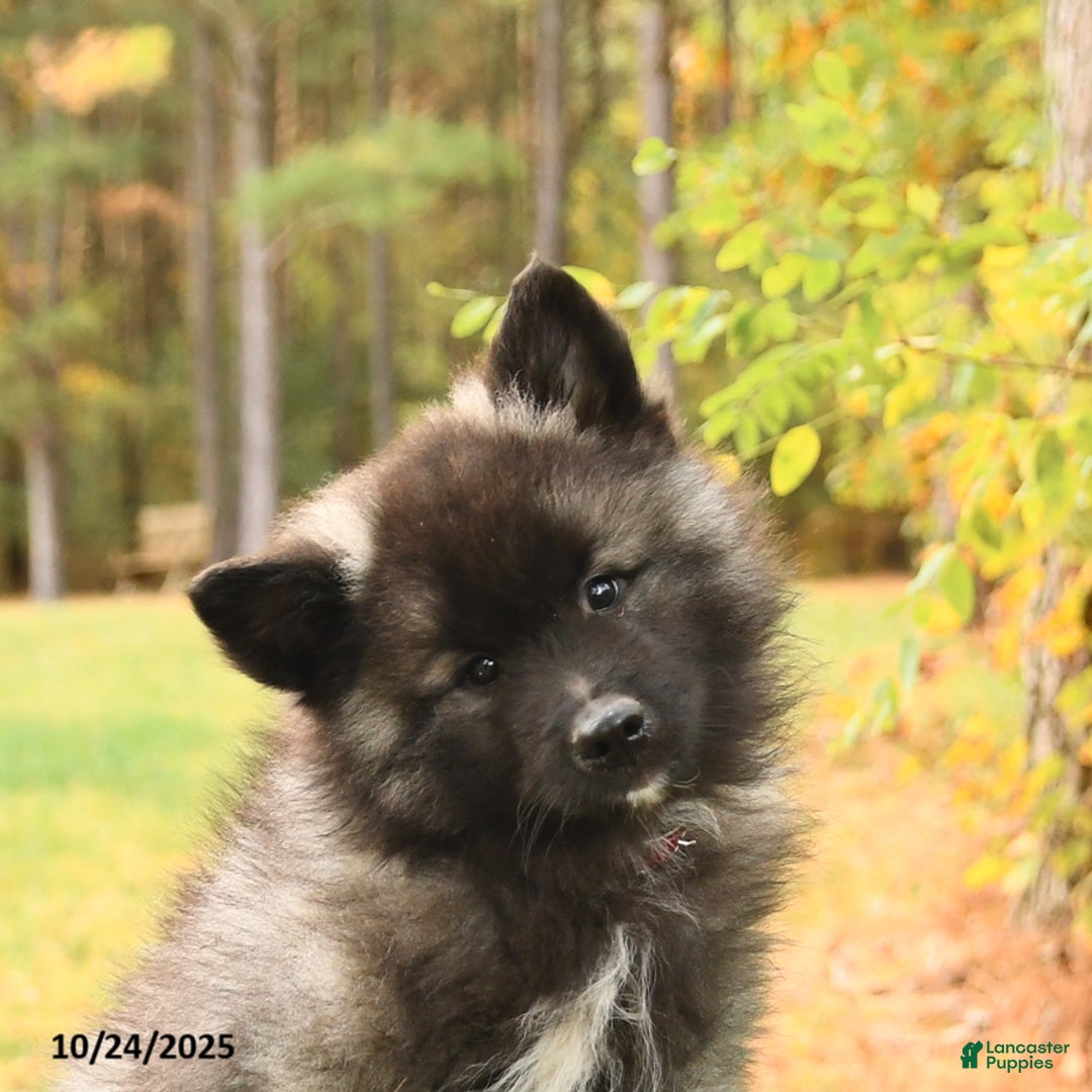 Keeshond dogs for sale: Monty - Ad 5