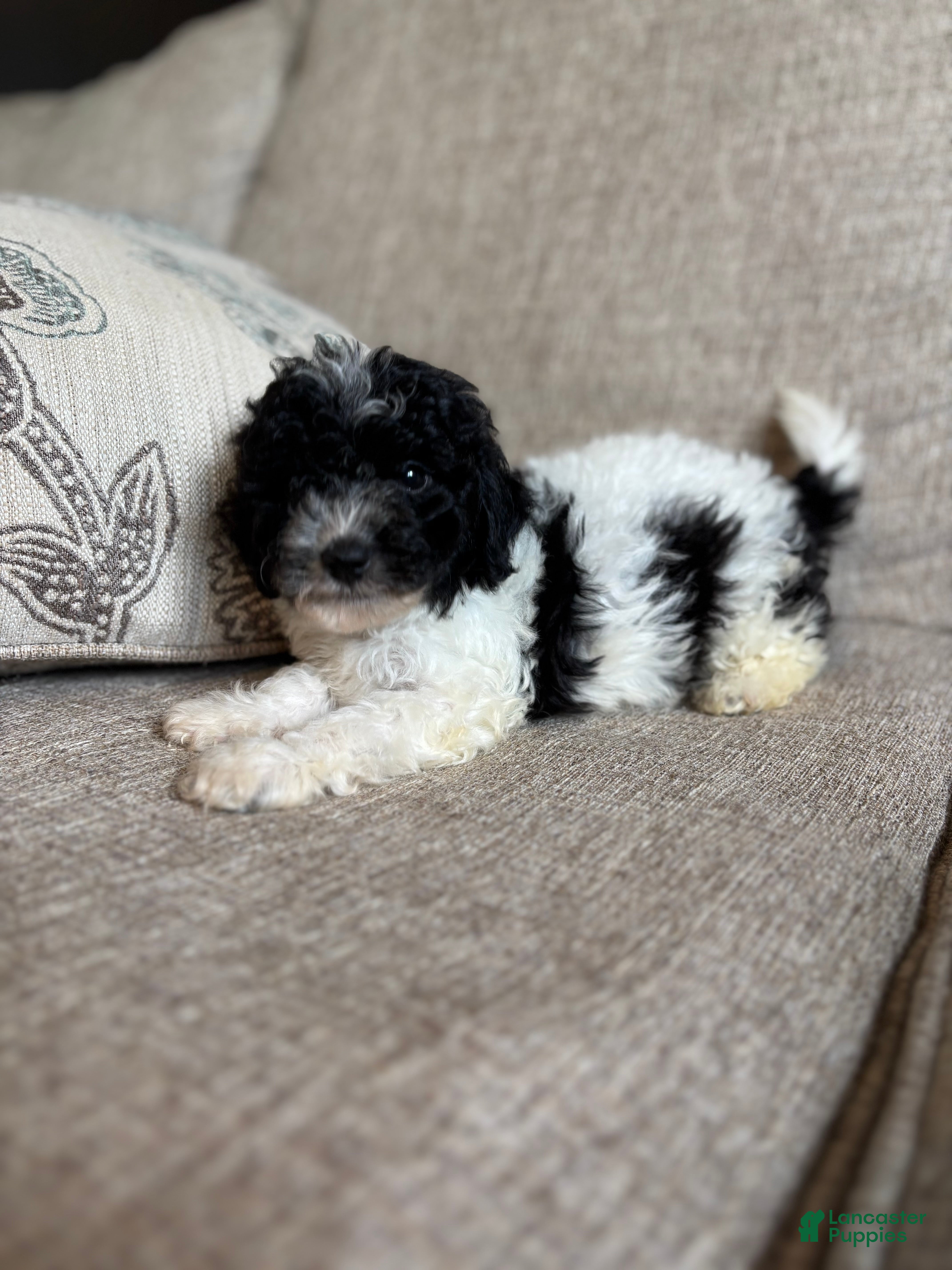 Maltipoo dogs Domino  - Ad 2