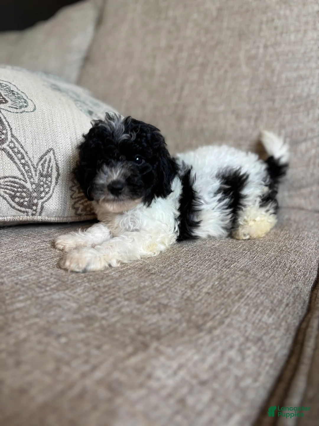 Maltipoo dogs for sale: Domino  - Ad 2
