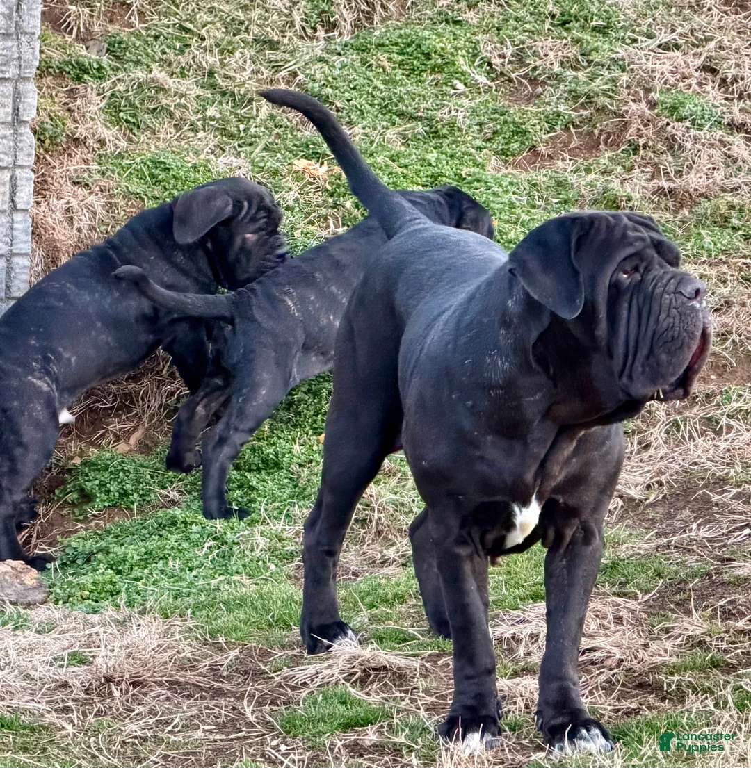 Neapolitan Mastiff dogs for sale: Neapolitan Mastiff Puppy 2 - Ad 14