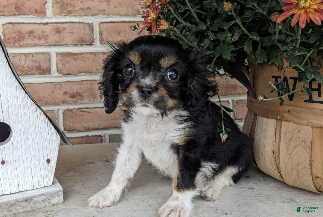 Cavalier King Charles Spaniel dogs Oreo - Ad 1