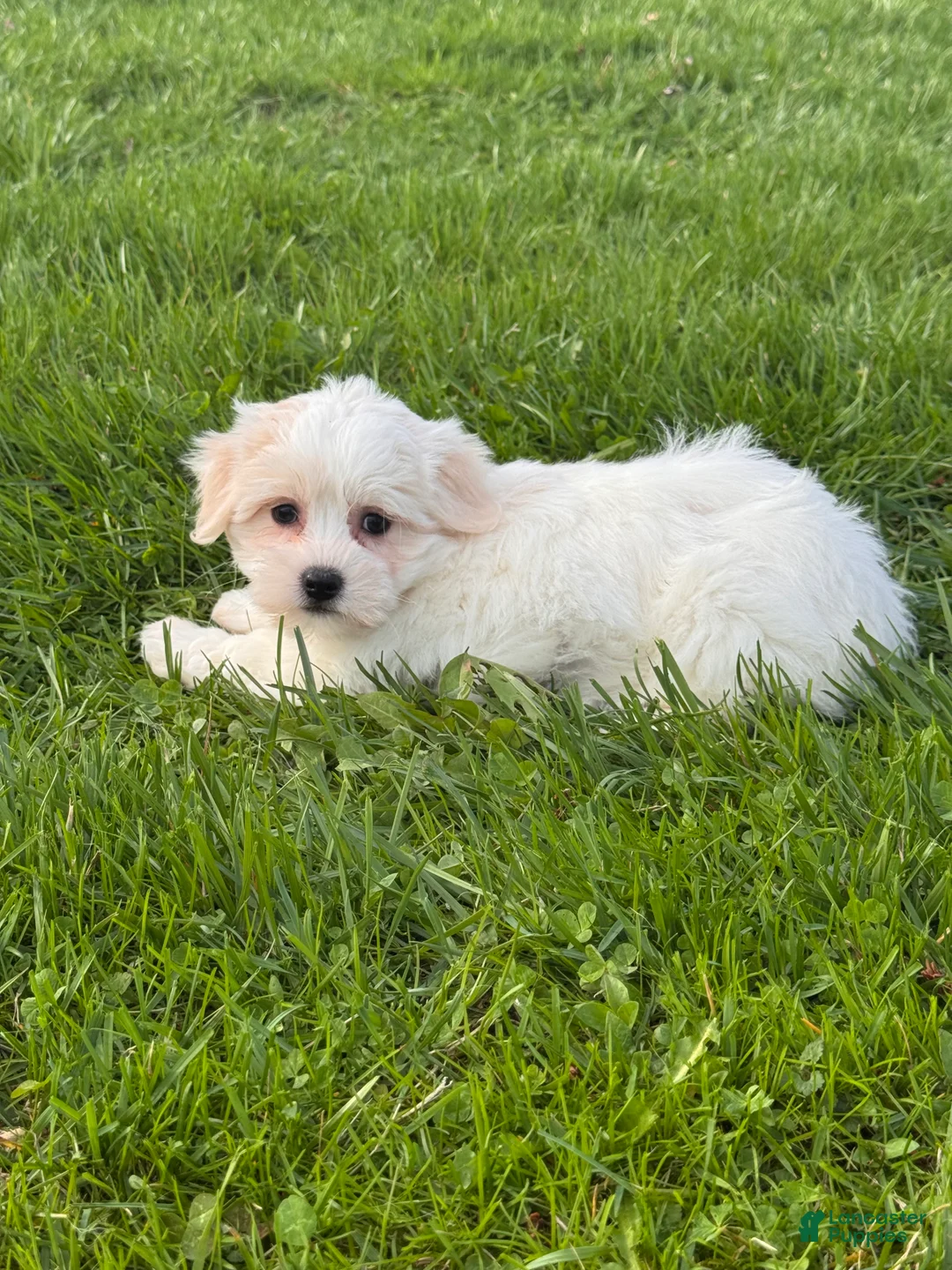 Mixed Breed dogs for sale: Haley - Ad 1