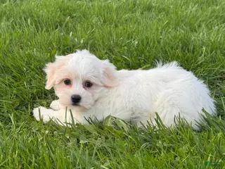 Mixed Breed dogs Haley - Ad 5