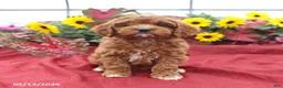 Cockapoo dogs for sale: Hero - Ad 5