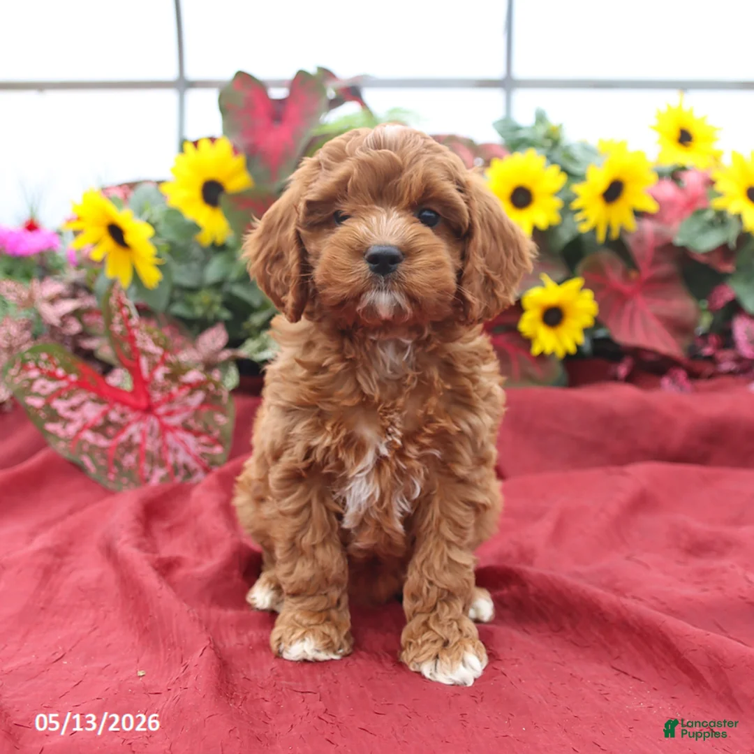 Cockapoo dogs for sale: Hero - Ad 5