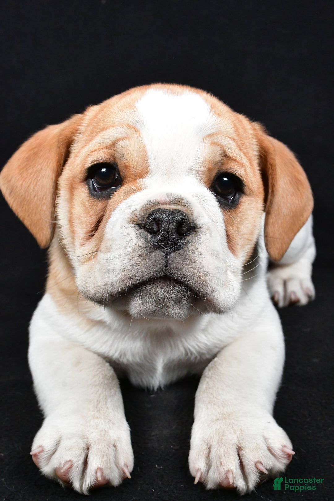 Mixed Breed dogs for sale: Diesel - Ad 3