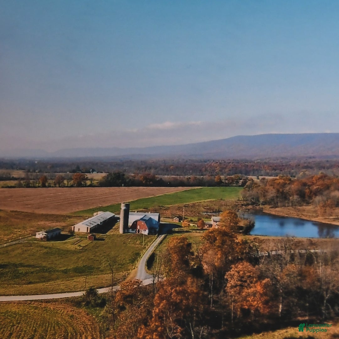 Gallery Image {{count}}