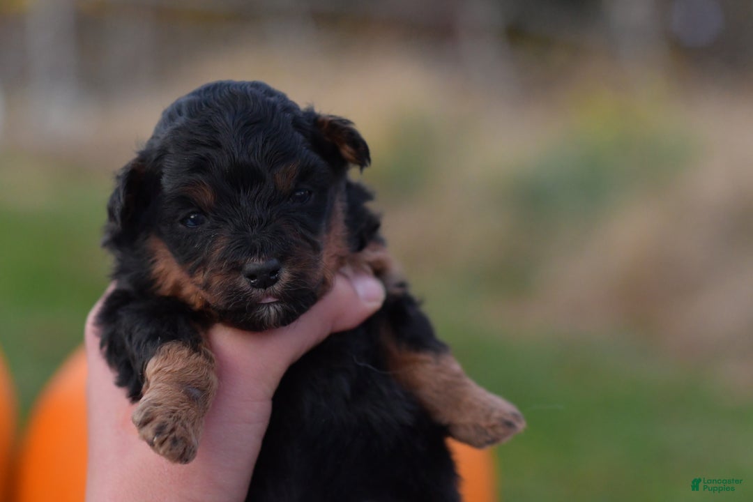 Mini Aussiedoodle dogs for sale: Grizzly - Ad 7