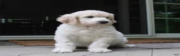 Standard Poodle dogs for sale: River AKC Standard Poodle  - Ad 13