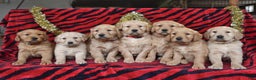 Golden Retriever dogs for sale: Rhoda - Ad 2