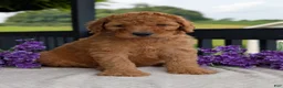 Goldendoodle dogs for sale: Archie  - Ad 20