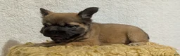 French Bulldog dogs for sale: Olive - Ad 20