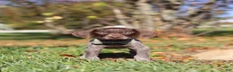 German Shorthaired Pointer dogs for sale: Asher - Ad 3