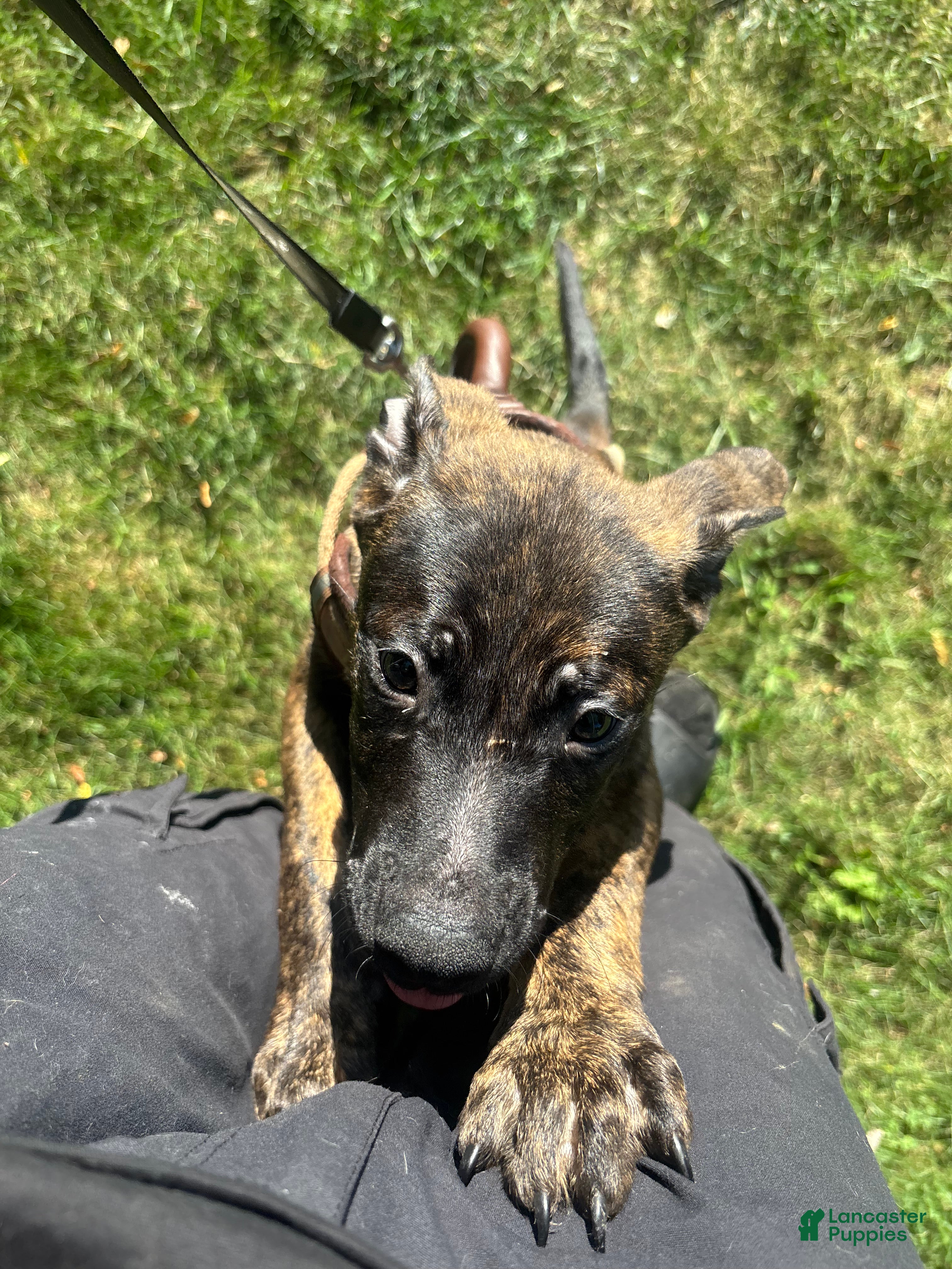 Mixed Breed dogs Mixed Breed 4 - Ad 19