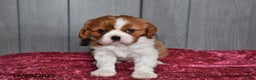 Cavalier King Charles Spaniel dogs for sale: Queen   - Ad 2