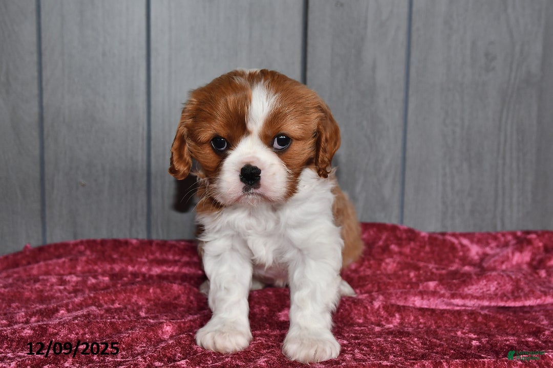 Cavalier King Charles Spaniel dogs for sale: Queen   - Ad 2