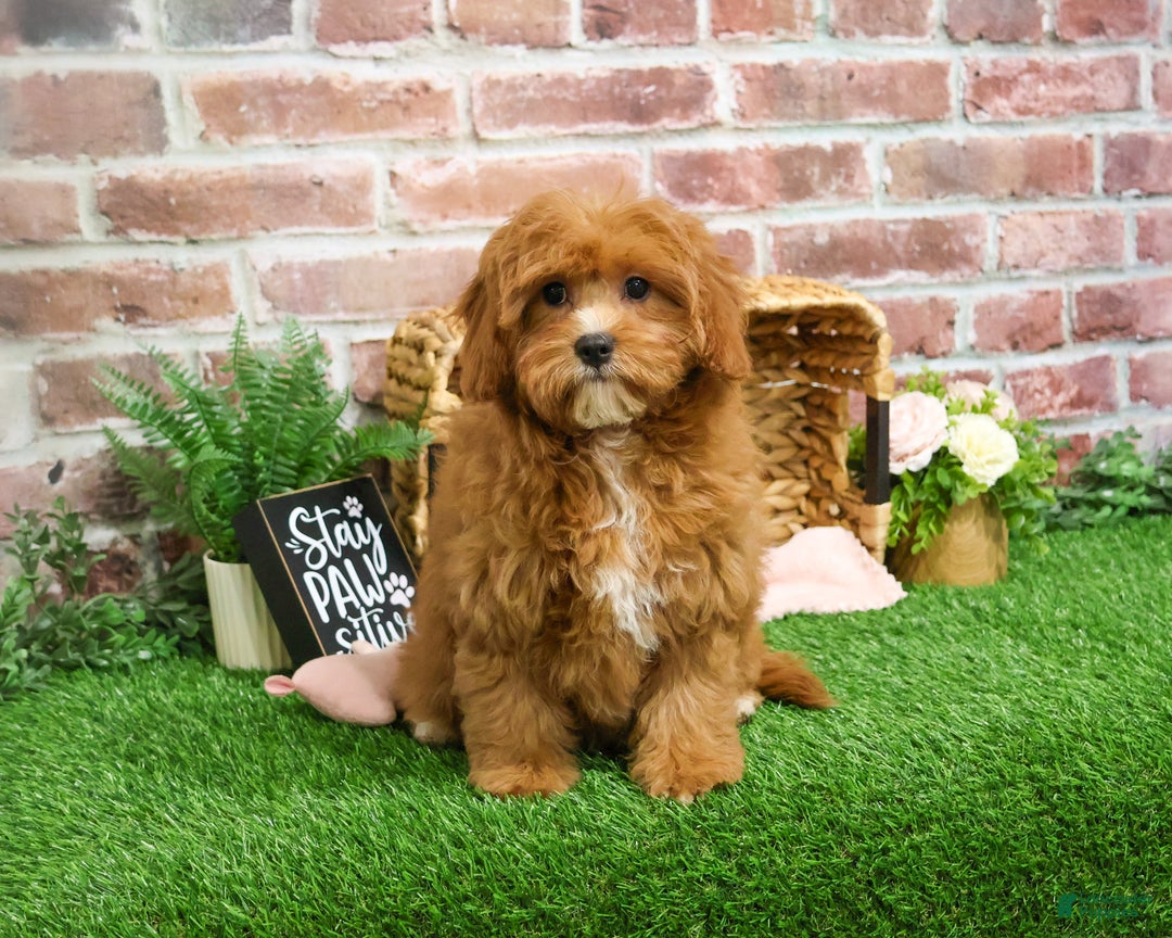 Cavapoo dogs for sale: Glory - Ad 3