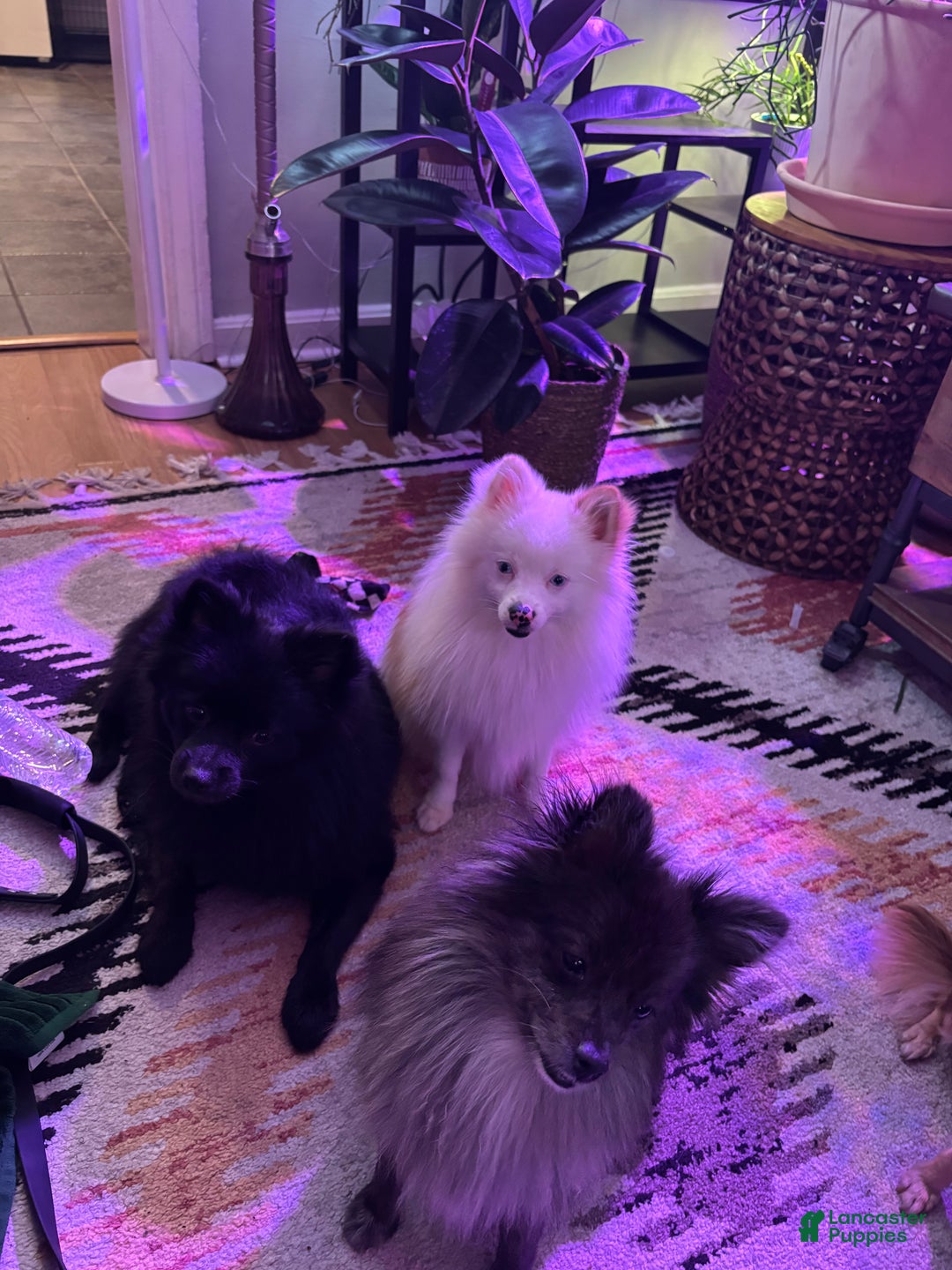 Pomeranian dogs for sale: Sparkles - Ad 11