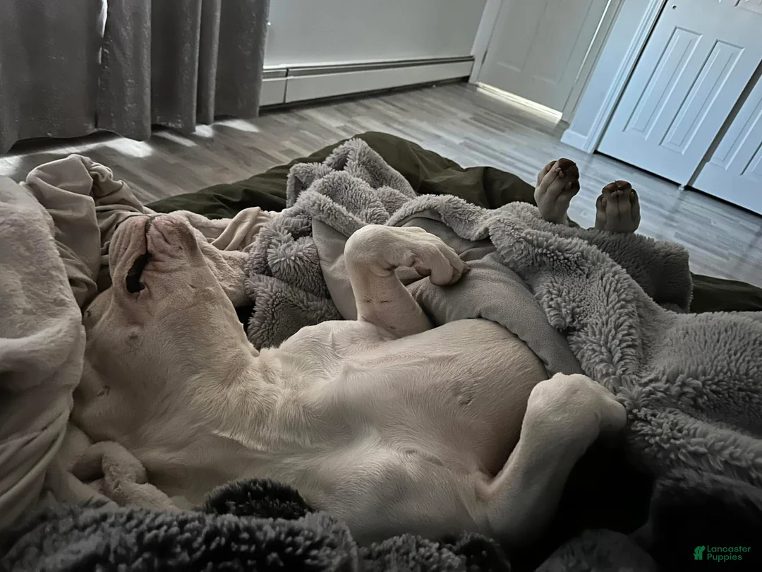 Dogo Argentino dogs for sale: Teal collar female  - Ad 8