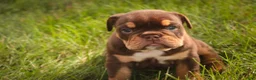 English Bulldog dogs for sale: Stella English Bulldog  - Ad 7