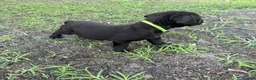 Cane Corso dogs for sale: Cane Corso Puppy 2 - Ad 3