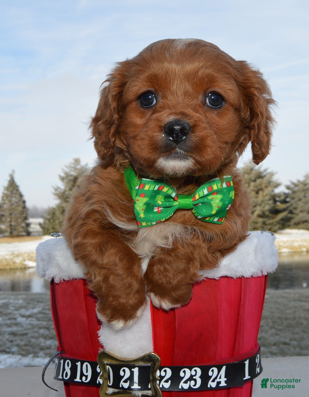 Cavapoo dogs for sale: Cora - Ad 4