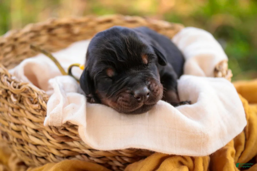 Doberman Pinscher dogs for sale: Leopold - Ad 1