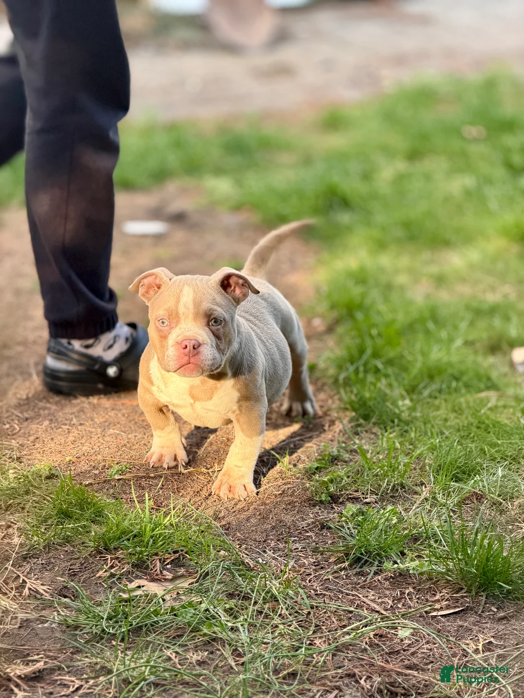 American Bully dogs for sale: American Bully Puppy 1 - Ad 2