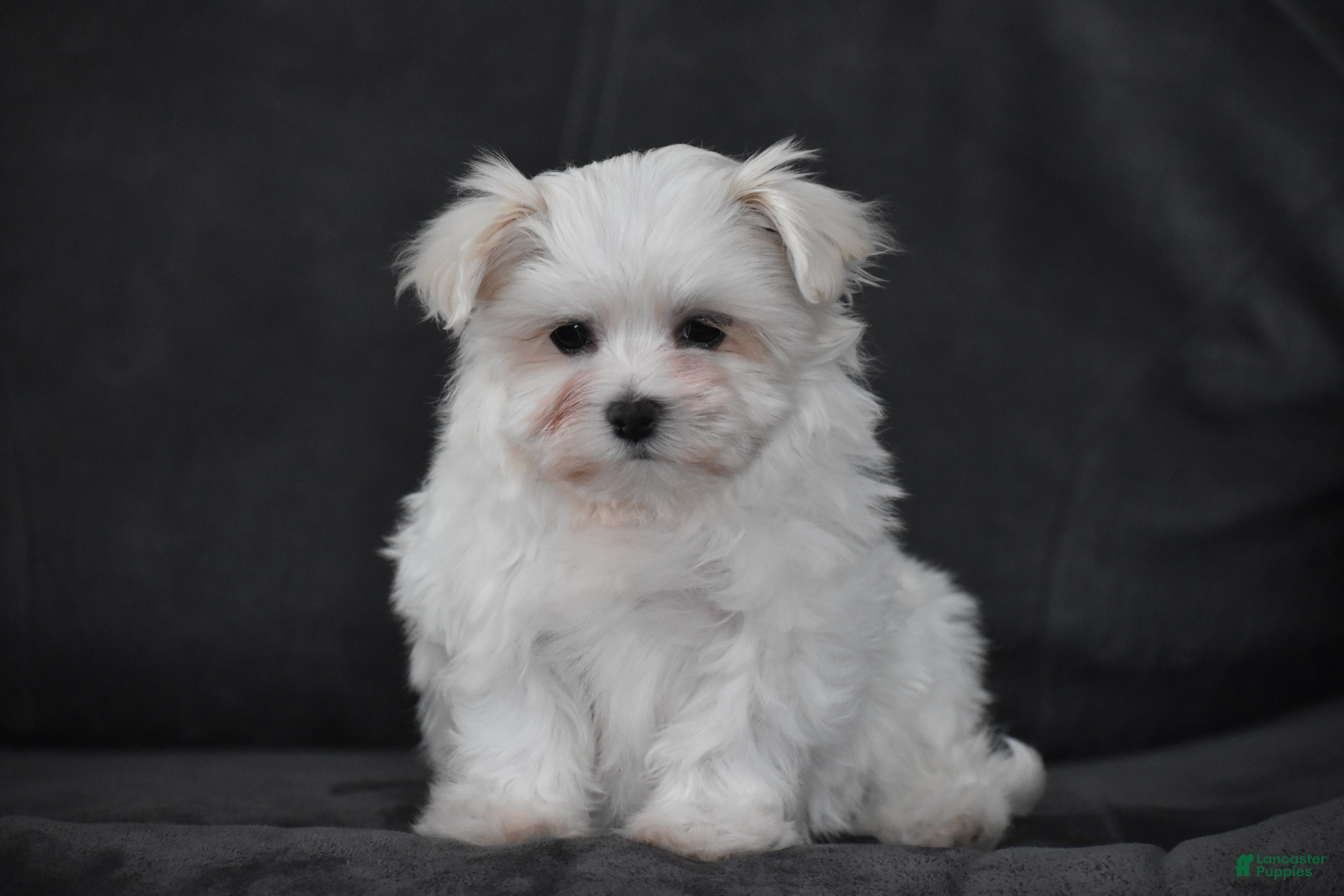 Maltese dogs Macy - Ad 2