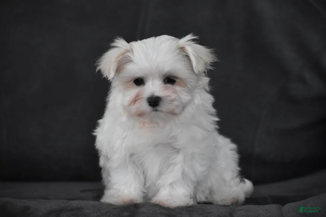 Maltese dogs for sale: Macy - Ad 2