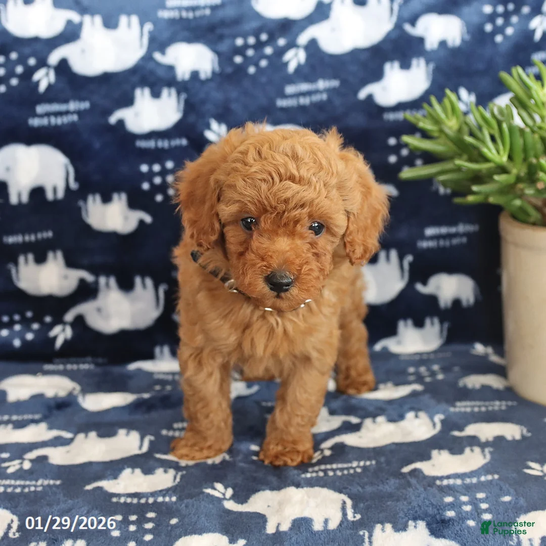 Miniature Poodle dogs for sale: Oscar - Ad 4
