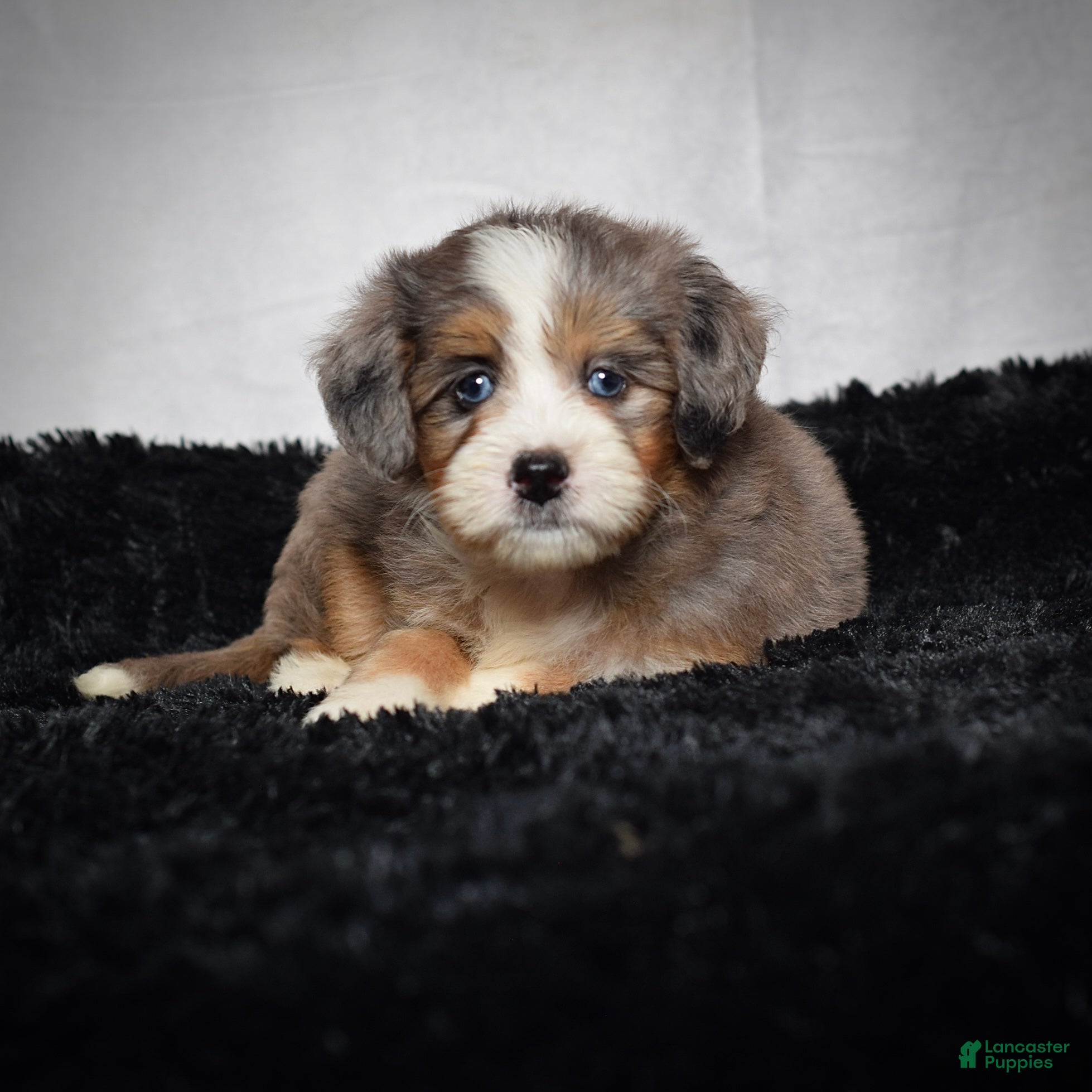 Mini Bernedoodle dogs Bridget - Ad 2