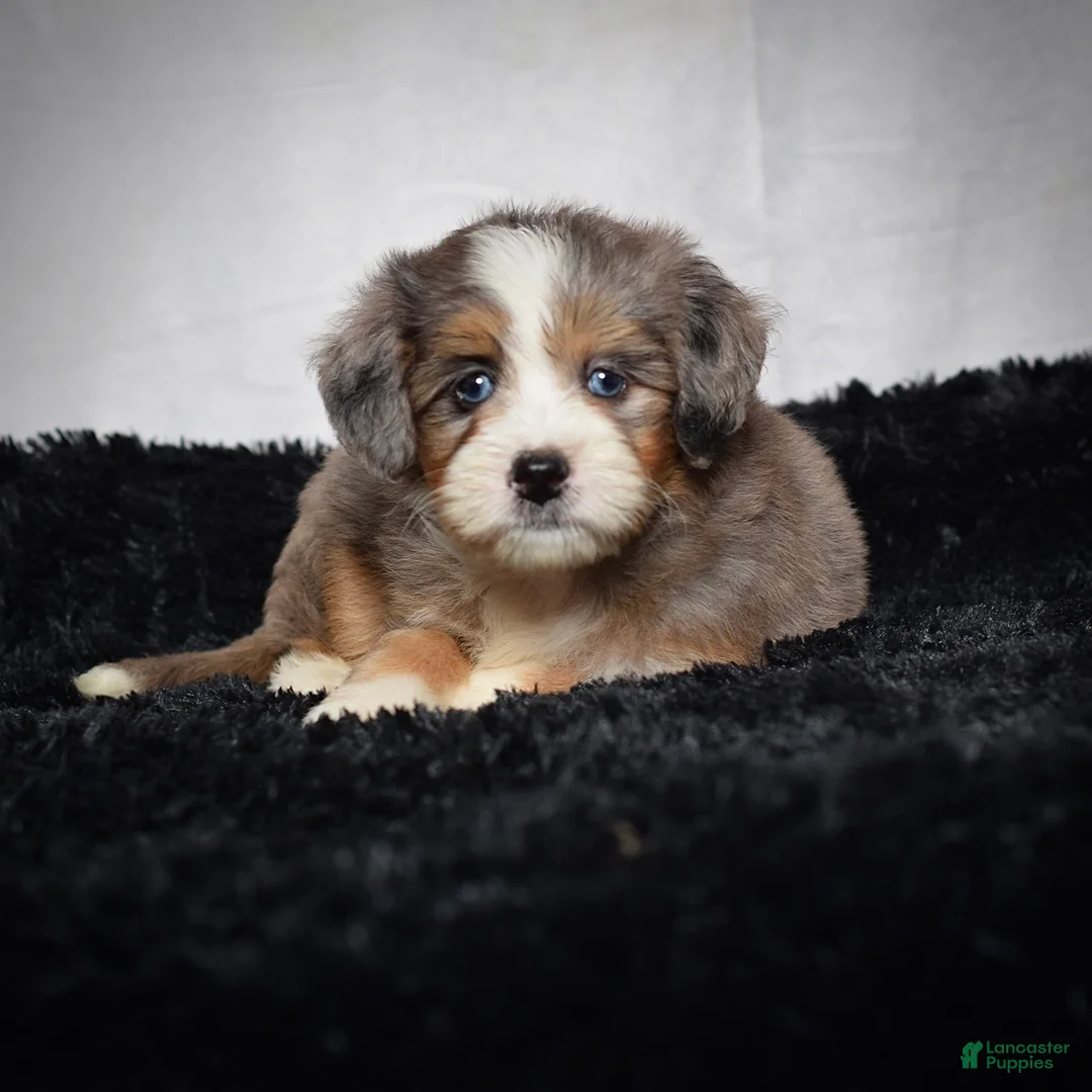 Mini Bernedoodle dogs for sale: Bridget - Ad 2