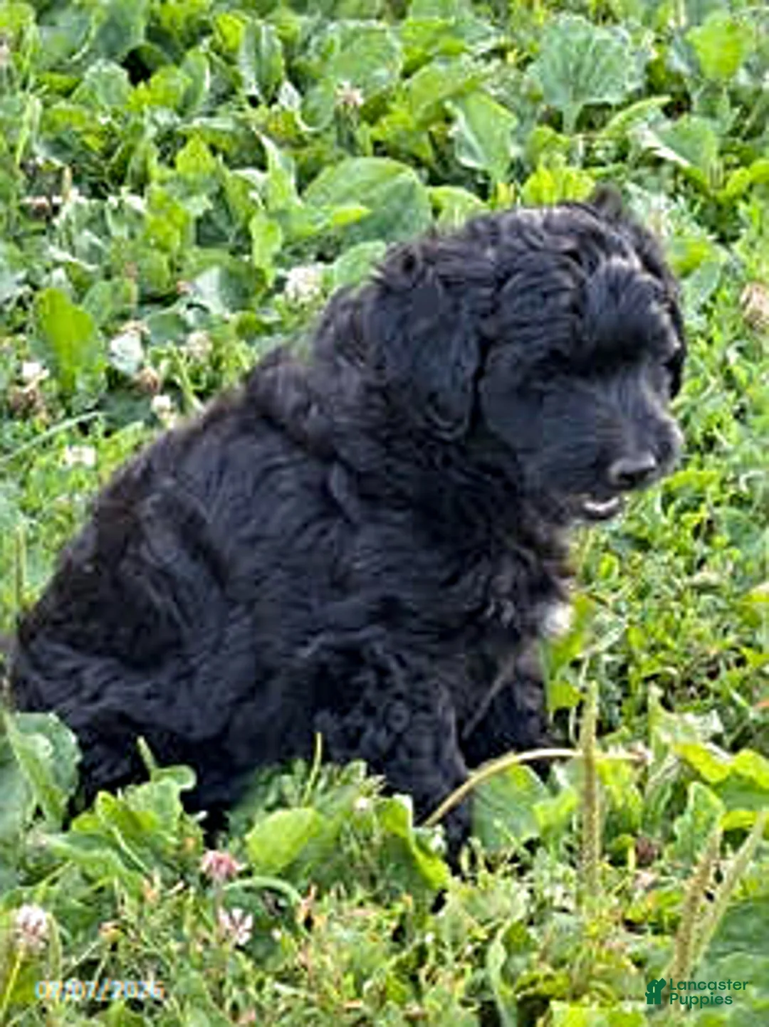 Mixed Breed dogs for sale: Howie - Ad 1