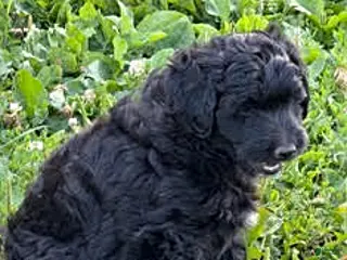 Mixed Breed dogs Howie - Ad 40