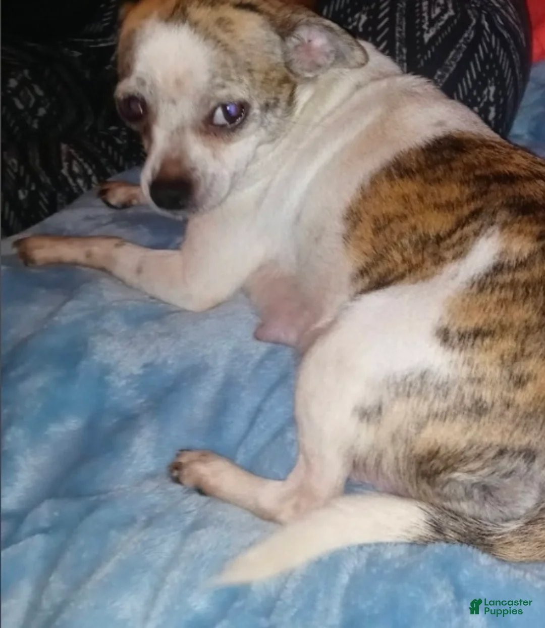 Chihuahua dogs for sale: Sparkles Brindle girl,  Nationwide delivery  - Ad 9