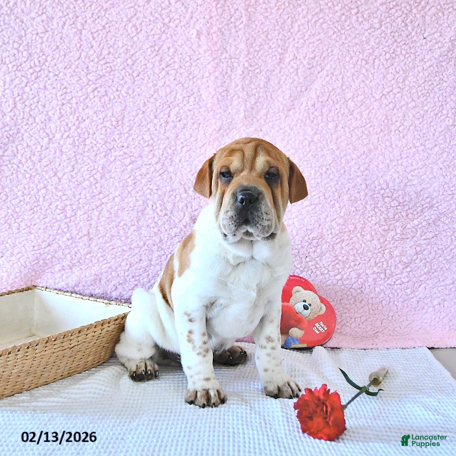 Mini Hippo dogs Dakota - Ad 4