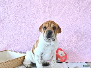 Mini Hippo dogs Dakota - Ad 4