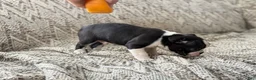Boston Terrier dogs for sale: Travis - Ad 6