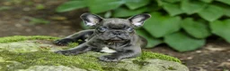 French Bulldog dogs for sale: Easton - Ad 13