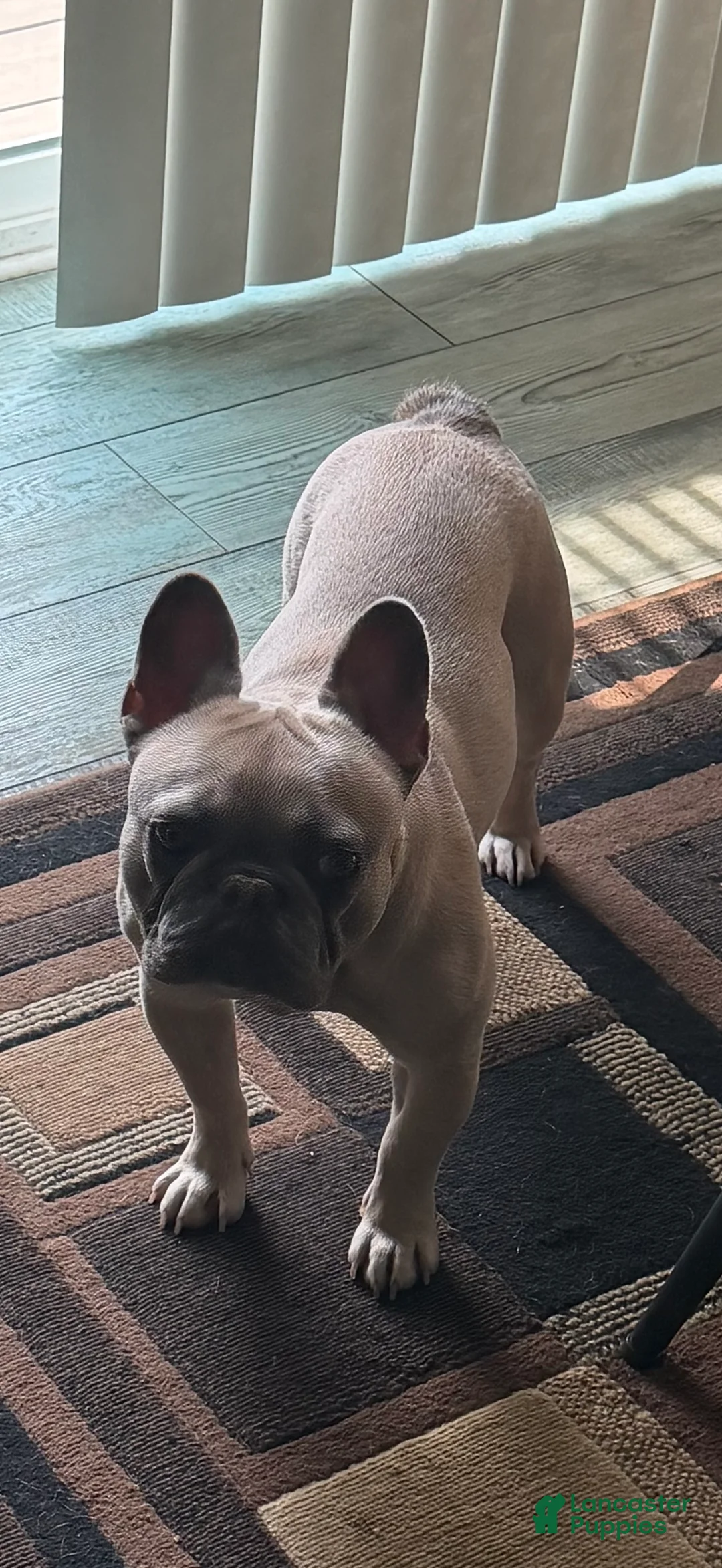 French Bulldog dogs for sale: Zina - Ad 2