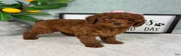 Mini Goldendoodle dogs for sale: Gingerbread - Ad 6