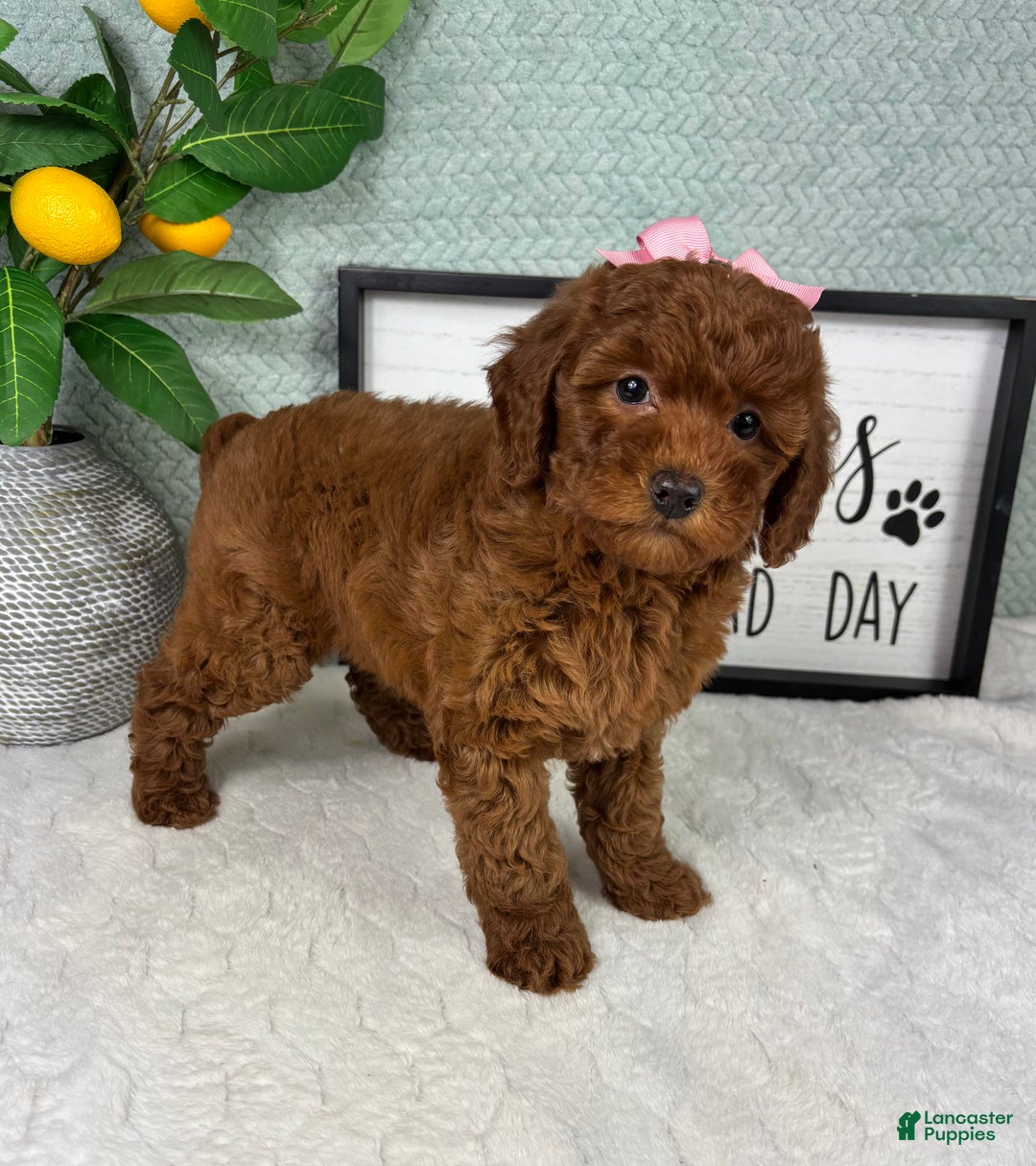 Mini Goldendoodle dogs for sale: Gingerbread - Ad 6